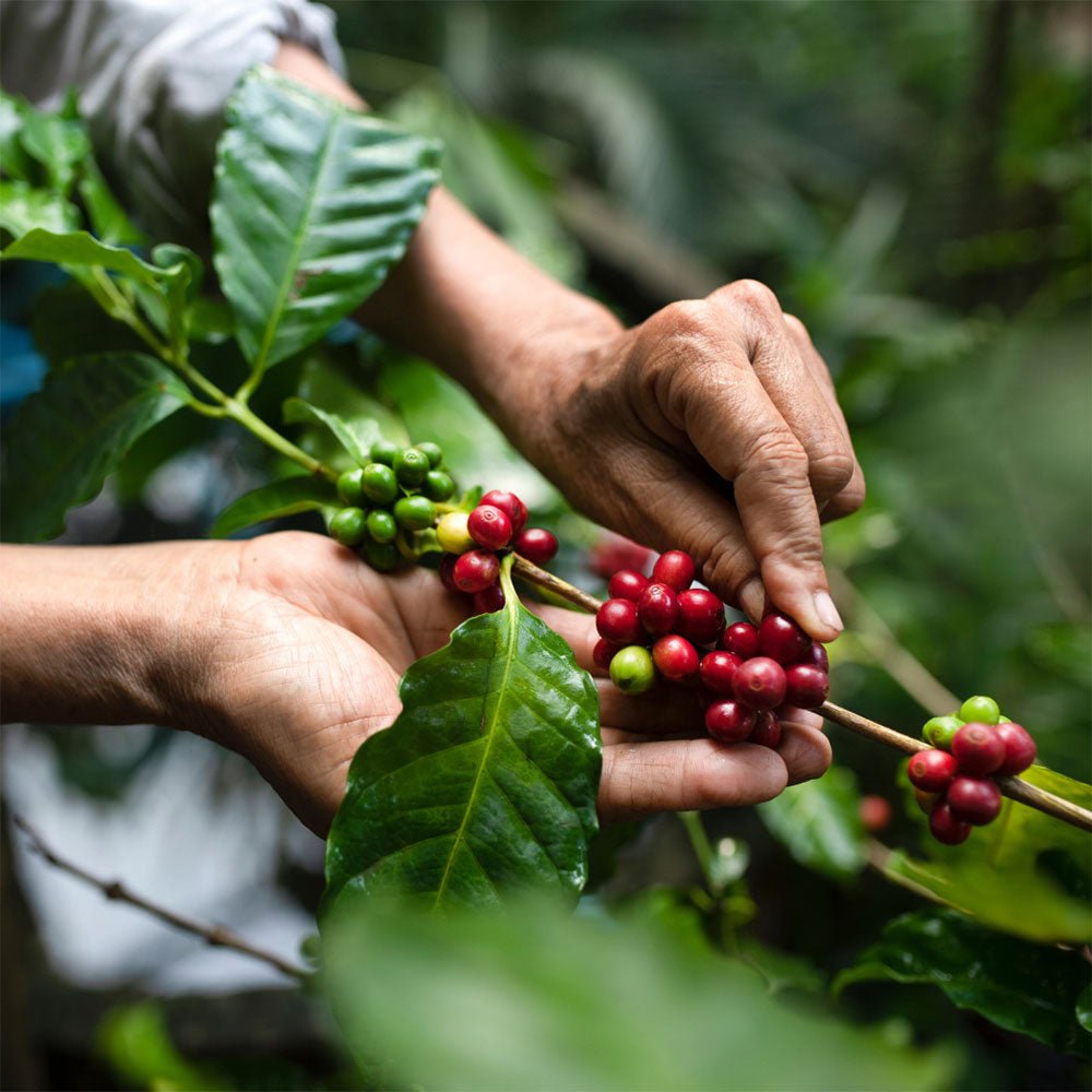 ¿Qué tipo de grano de café es mejor? Descubre la elección perfecta para tu taza - Trifecta Café